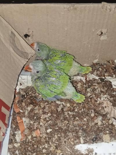 kathy parrot for sale