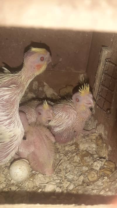 Cockatiel babys