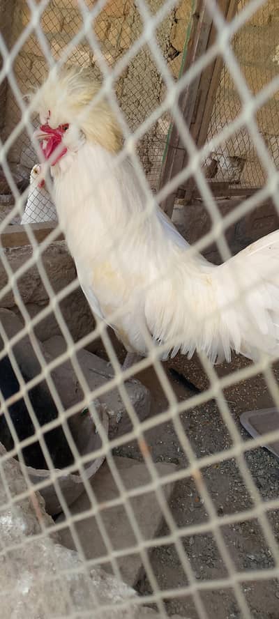Polish White Rooster 