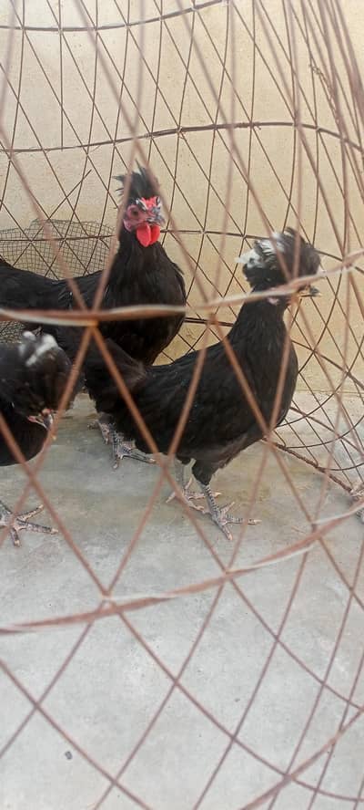 Black polish white crust