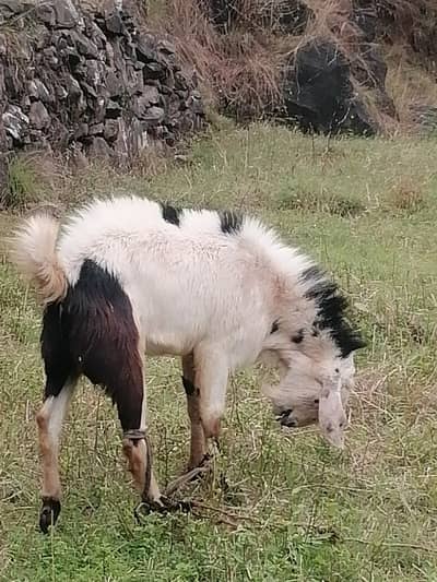Male goat for sale
