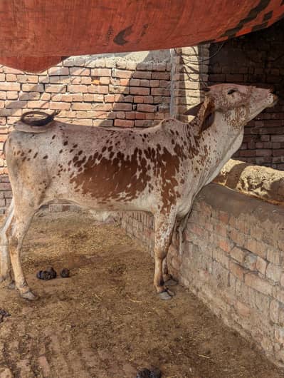 cow s or befflo for sale