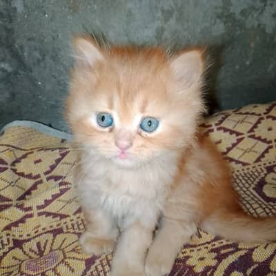 pairsian helthy and active male female kitten for sale