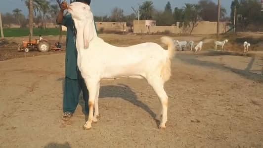 Healthy 2 Dant Bakra Urgent Sale Call Me 03460423873
