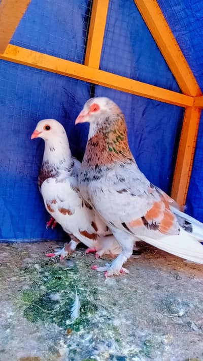 chinary mukhi bhartia breeder pair kabotar pigeons sale sehrazi Fancy