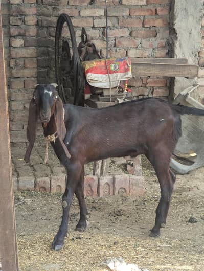 bakra or bakri with 2 baby