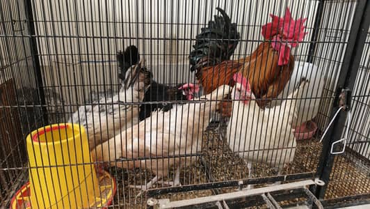 4 Hens & 1 Rooster (Cage Including)