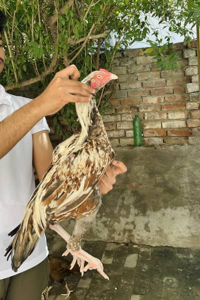 Vietnam plus Pakistani cross breed