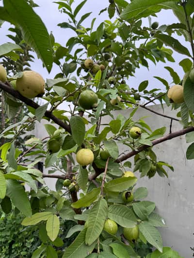 L block 12 marla develop possession plot investor opportunity