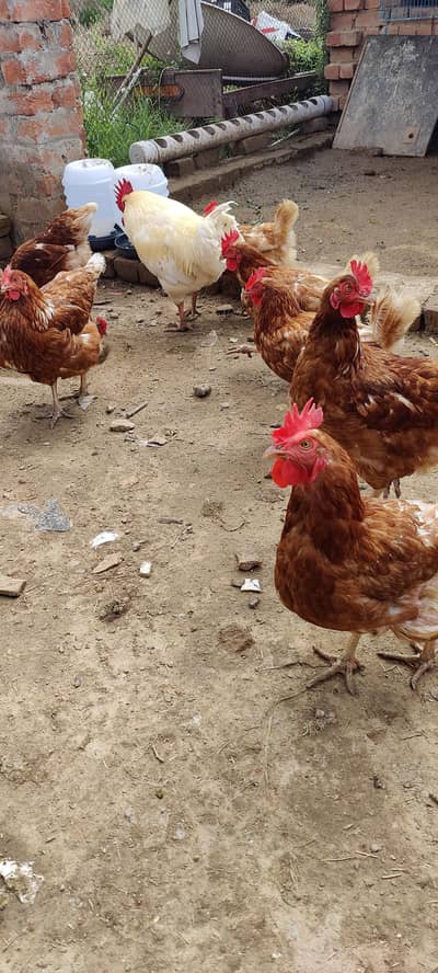 Lohman Brown Hens