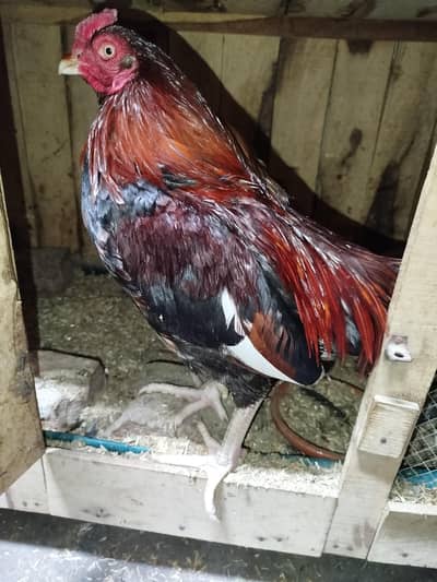 Aseel Murga, Aseel Hen, Aseel Pair, Aseel for Sale.