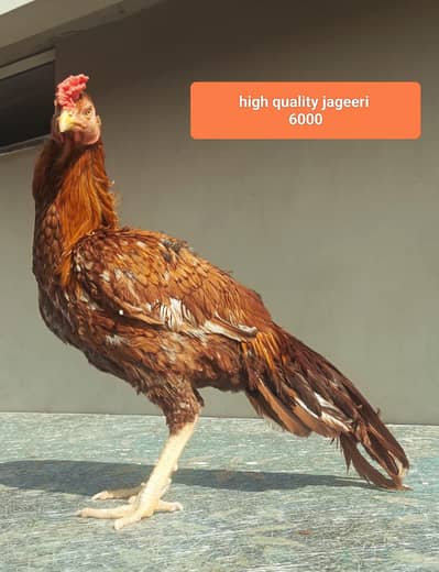 high quality aseel for sale