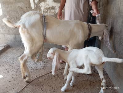 Gulabi and raganpuri crass