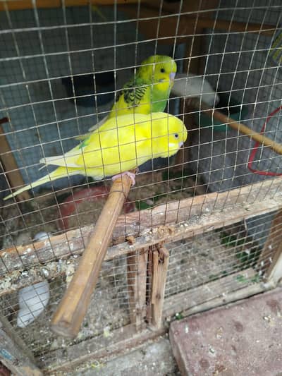 Australian Parrots (Pathe)