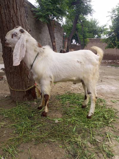 3 bakre hain. Aur 2 chote bakre