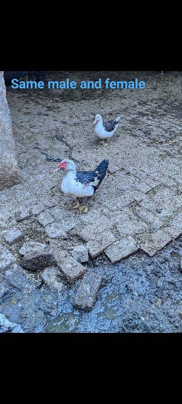 Pure Muscovy duck mugg duck