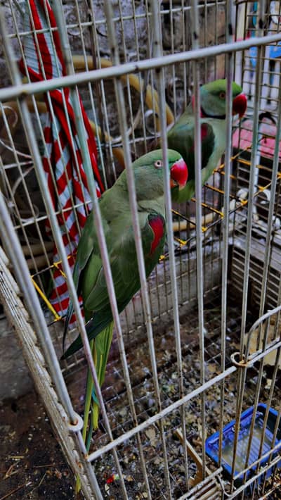 Raw breader pair Xch possible