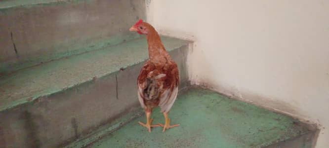 brown is a aseel murga and black is a desi murgi and Rose egg