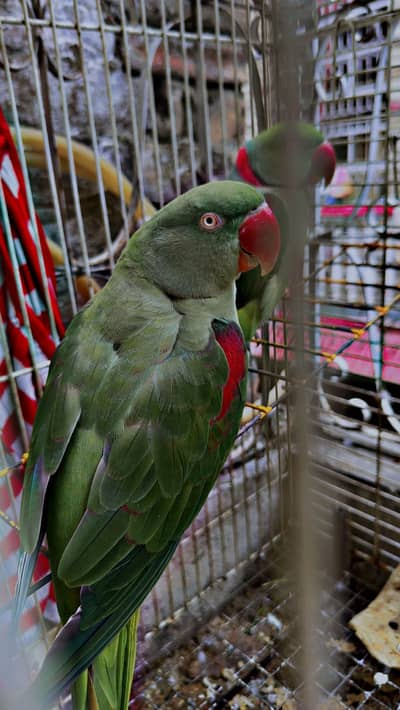 Parrot  Xch possible