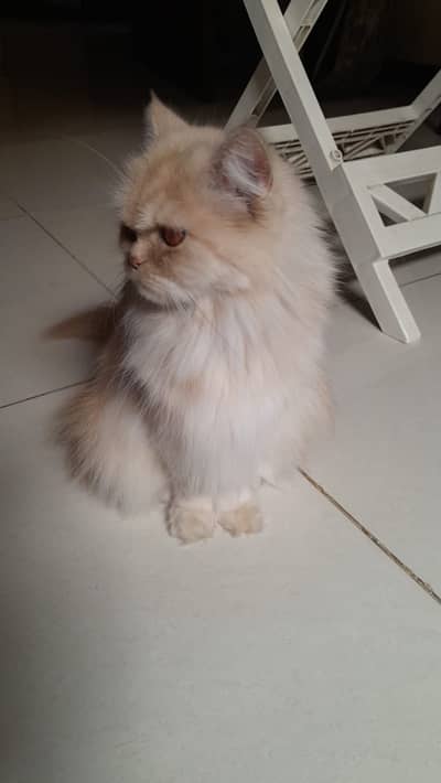 Persian Cat for adoption