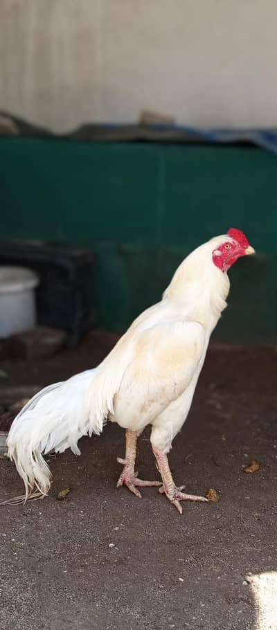 top quality aseel heera