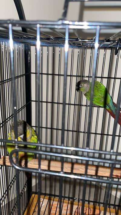 Green chick Conor parrot Xch with mobile