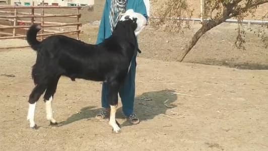 Premium Beetal Patra Bakra 2 Dant Call Me 03460423873