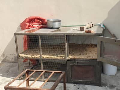 Aseel murga ha or aseel murgiyan b hain or desi b hain andy deny wali