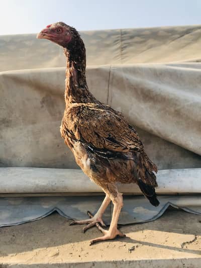 aseel band gaddi female. . 03074327731. .