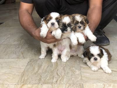 shih tzu puppies tri coloiur