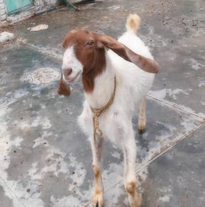 Aala Nasal Bakra for Sale – Best for Qurbani