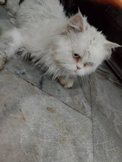 Persian cat