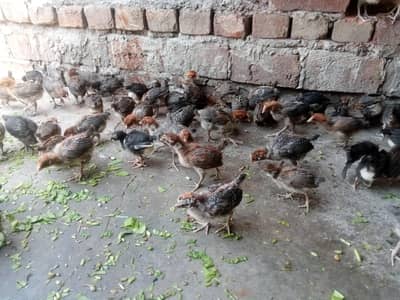 pure Egyptin Fayoumi Chicks Available