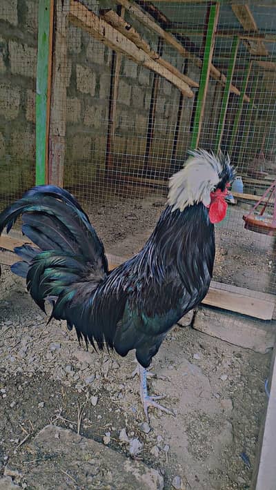 polish fresh and fertile eggs available for sale