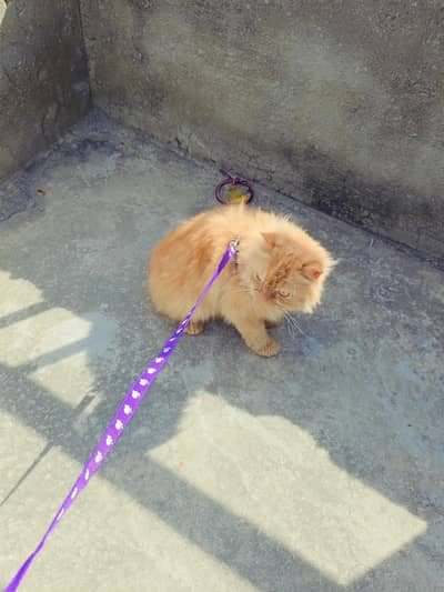 Male Cat For Adoption