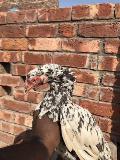 parmoz mianwali female. . 03074327731