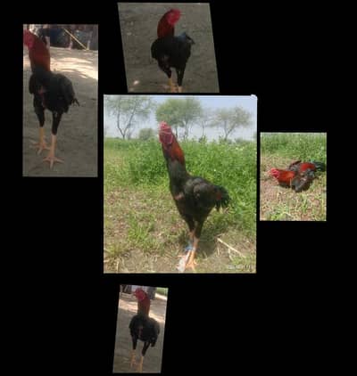 مرغا اصل اصیل جس بھائی نے لینا ہے رابطہ کریں