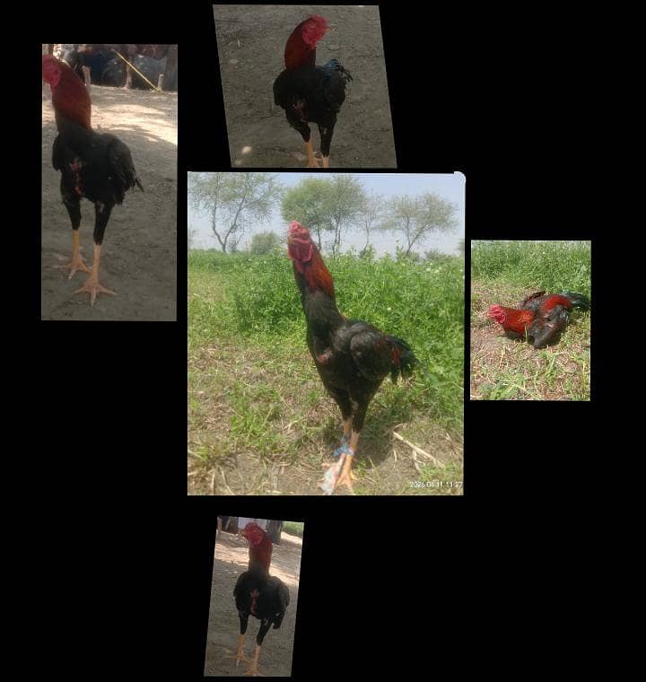 مرغا اصل اصیل جس بھائی نے لینا ہے رابطہ کریں 0