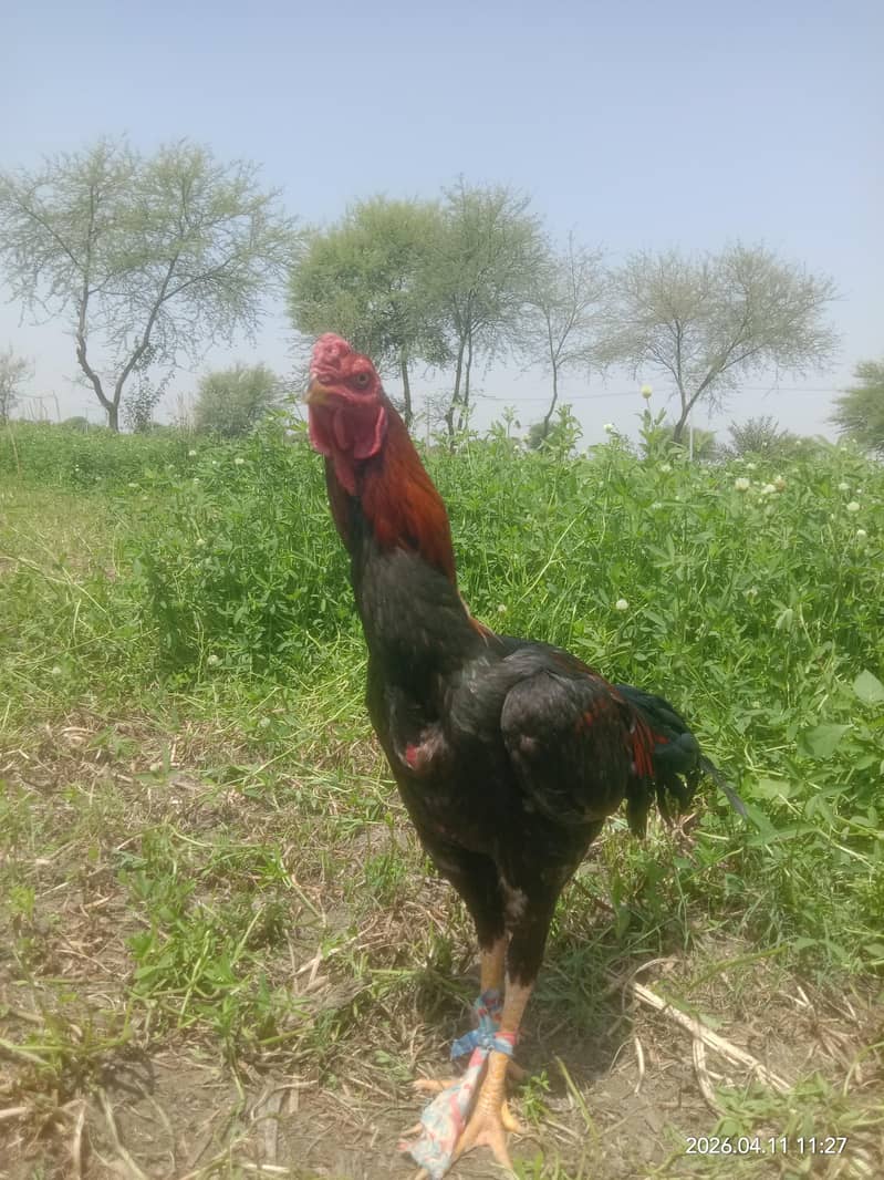 مرغا اصل اصیل جس بھائی نے لینا ہے رابطہ کریں 1