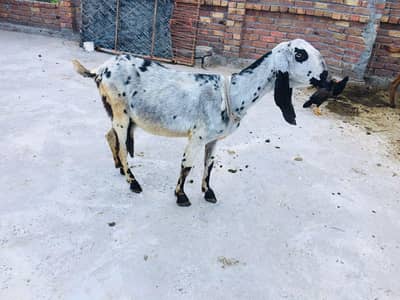 desi bakri 3 bacho k sath