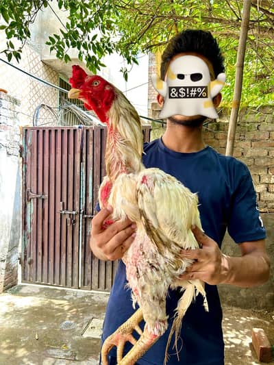 Vietnam plus Pakistani cross breed