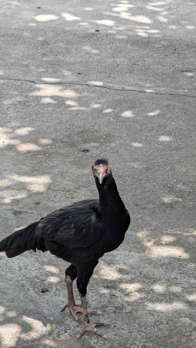 Miawali breed ha or bot achi breed ha