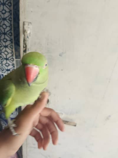 female ringneck parrot taking apni marzi se bate Karti ha