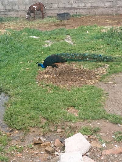 peacock Black shoulder breader male for sale