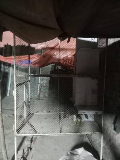 best cage and parrots