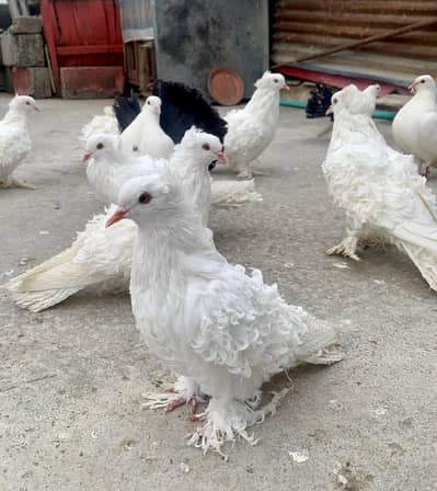 Black tail laka frillback Sentient pigeon