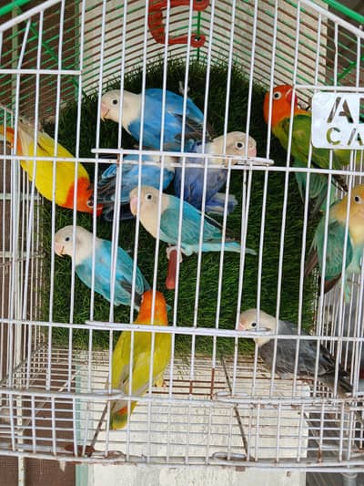 Opalines love birds(Green op, blue op, voilet op)/pf,//pf