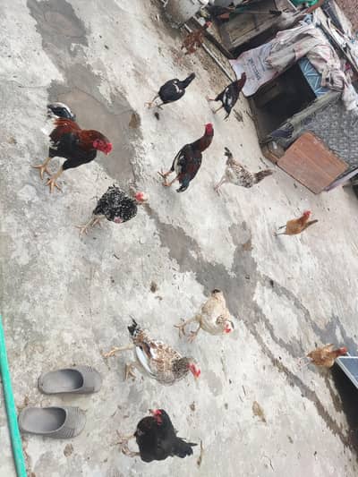 pure aseeel murgha murghi in bulk for sale