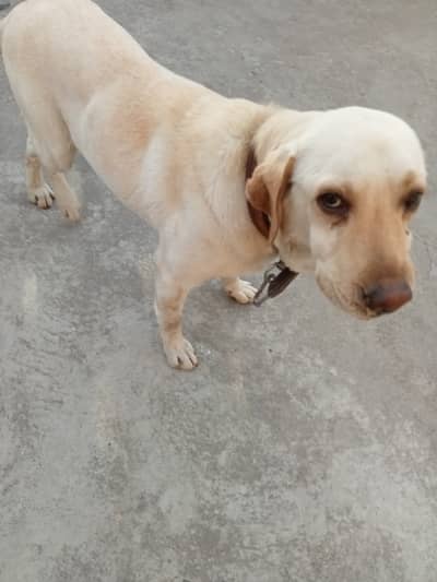 It is very good dog and it's is playing with the family 