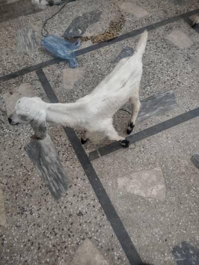 goat bakri for sale